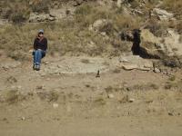 Dr Kelsey Glennon, of the University of the Witwatersrand, sitting at the R393 road cutting where the large dinosaur fossil was found in 2011. The fossil thigh bone (femur), that drew attention to this dinosaur, can be see protruding from the ground to the right and slightly above the hammer. 
