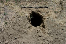 An animal burrow indicating sub-surface anthropogenic sterility at  Onverwag RE/728, Welkom, Free State Province
