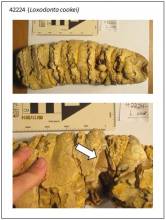 Loxodonta cookei molar with arrow to proposed sampling site