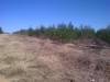 1 Commercial forestry on site