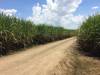 The entire footprint is planted under sugarcane