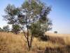 Tree located close to gravel road into site