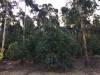 Eucalyptus plantation on site