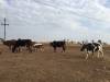 Cattle Grazing on proposed site