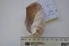 Fragmentary tympanic bullae from Langebaanweg E'quarry SAM-PQL-52004