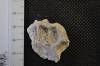 pathological seal skull fragment 