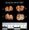 U.W. 101-1841 is a lower second or third un-erupted molar crown of a baboon