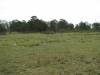 Disused secondary grasslands invaded by exotic spp. Solanum,Lantana, Chromoleana, Black Wattle etc.