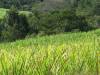 sugar cane fields bordering sand mining area