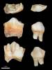 CD F4d; BBC Eland teeth (same individual)