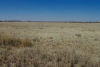 View across the western portion of Onverwag RE/728, Welkom, Free State Province