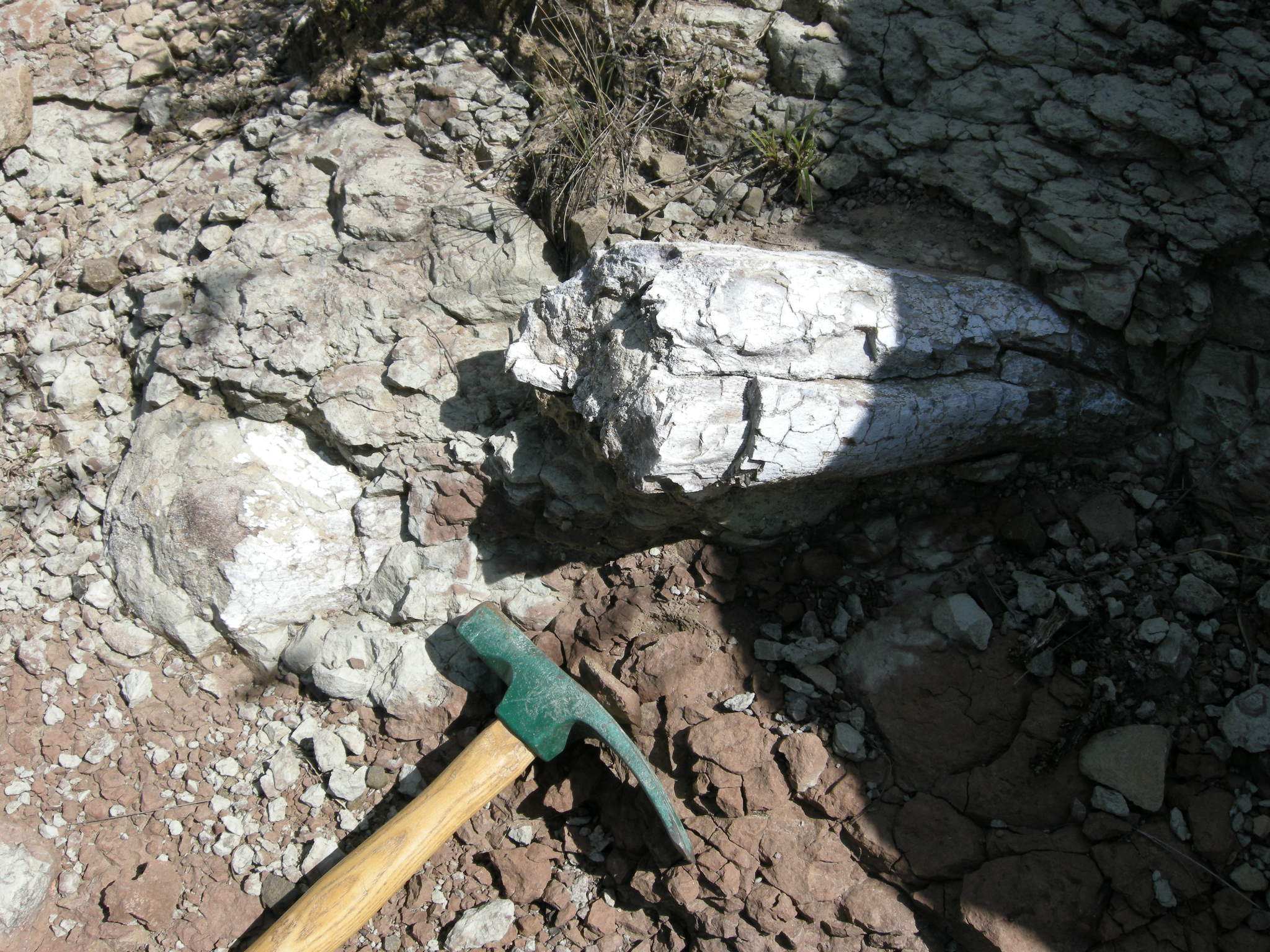The large thigh bone (femur) protruding from the ground was the fossil that drew attention to this important dinosaur exposed in a road cutting along the R393 near the Barkley Pass. All of this exposed femur (35cm) was stolen on Wednesday 15th May